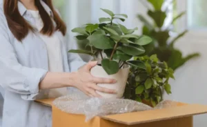 Green Moves: A Practical Checklist for Moving with Indoor Plants 3 Green Moves: A Practical Checklist for Moving with Indoor Plants